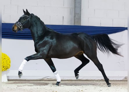 Poney de selle allemand, Étalon, 2 Ans, 145 cm, Bai