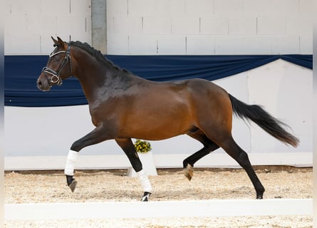 Poney de selle allemand, Étalon, 2 Ans, 145 cm, Bai