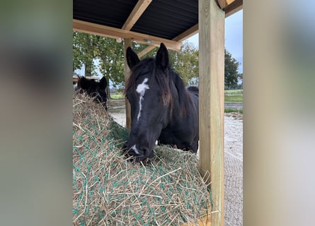 Poney de selle allemand Croisé, Étalon, 2 Ans, 145 cm, Noir