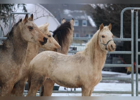 Poney de selle allemand, Étalon, 2 Ans, 145 cm, Palomino