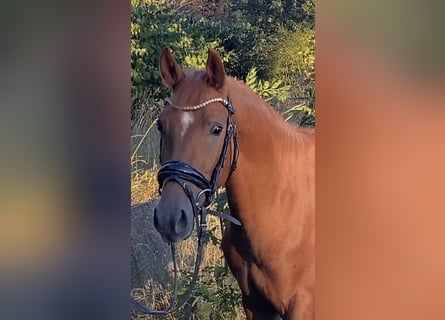 Poney de selle allemand, Étalon, 2 Ans, 147 cm, Alezan