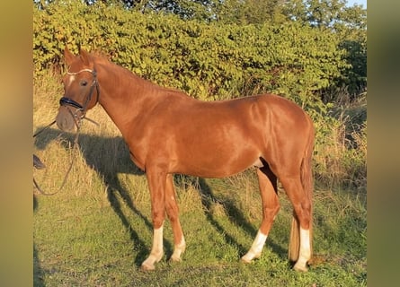 Poney de selle allemand, Étalon, 2 Ans, 147 cm, Alezan
