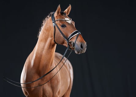 Poney de selle allemand, Étalon, 2 Ans, 147 cm, Isabelle