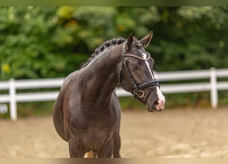 Poney de selle allemand, Étalon, 2 Ans, 147 cm, Noir