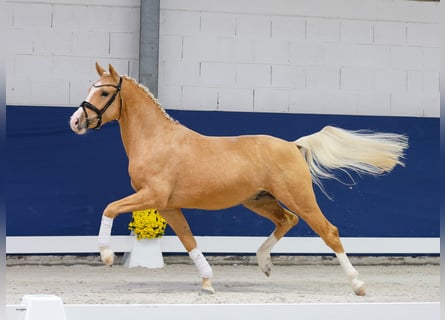 Poney de selle allemand, Étalon, 2 Ans, 147 cm, Palomino