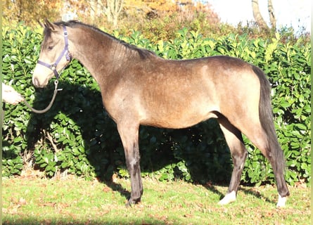 Poney de selle allemand, Étalon, 2 Ans, 148 cm, Buckskin