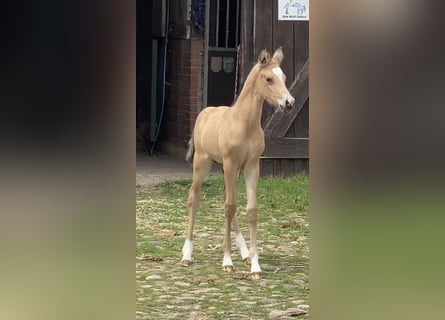 Poney de selle allemand, Étalon, 2 Ans, 148 cm, Buckskin