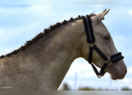 Poney de selle allemand, Étalon, 2 Ans, 148 cm, Champagne