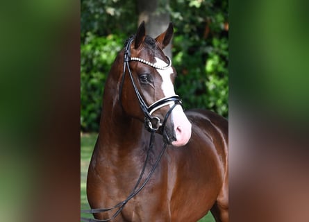 Poney de selle allemand, Étalon, 2 Ans, 150 cm, Bai brun