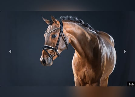 Poney de selle allemand, Étalon, 2 Ans, Bai