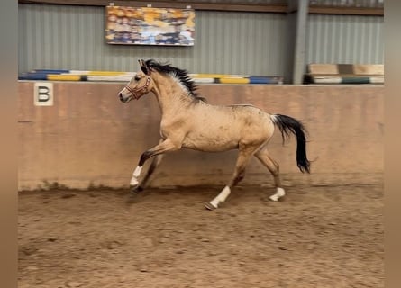 Poney de selle allemand, Étalon, 2 Ans, Buckskin