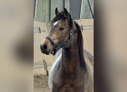 Poney de selle allemand, Étalon, 2 Ans, Buckskin