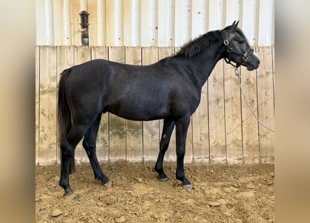 Poney de selle allemand, Étalon, 3 Ans, 140 cm, Gris