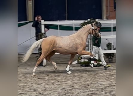 Poney de selle allemand, Étalon, 3 Ans, 144 cm, Palomino