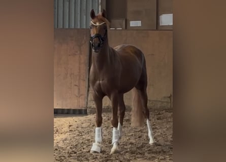 Poney de selle allemand, Étalon, 3 Ans, 146 cm, Alezan brûlé