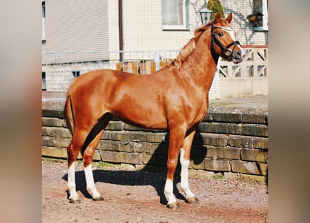 Poney de selle allemand, Étalon, 3 Ans, 146 cm, Alezan