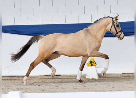 Poney de selle allemand, Étalon, 3 Ans, 147 cm, Isabelle