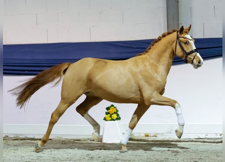 Poney de selle allemand, Étalon, 3 Ans, 149 cm, Alezan