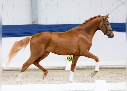 Poney de selle allemand, Étalon, 3 Ans, 150 cm, Alezan