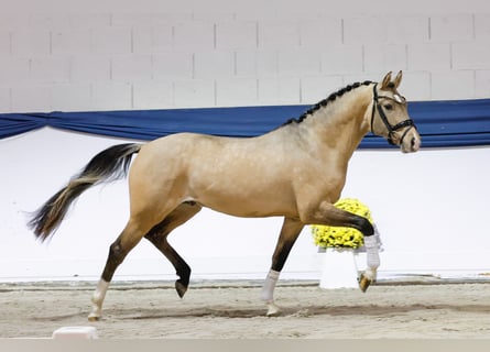 Poney de selle allemand, Étalon, 3 Ans, 150 cm, Isabelle