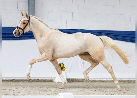 Poney de selle allemand, Étalon, 3 Ans, 159 cm, Palomino