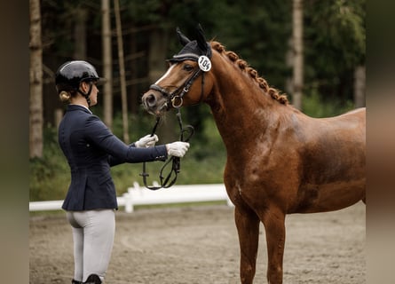 Poney de selle allemand, Étalon, 4 Ans, 146 cm, Alezan brûlé