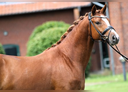 Poney de selle allemand, Étalon, 4 Ans, 148 cm, Alezan