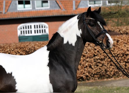 Poney de selle allemand, Étalon, 4 Ans, 152 cm, Pinto