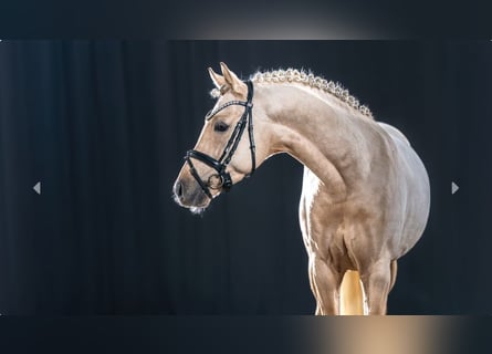 Poney de selle allemand, Étalon, 4 Ans, Palomino