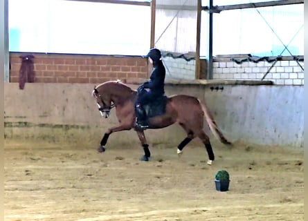 Poney de selle allemand, Étalon, 5 Ans, 145 cm, Alezan