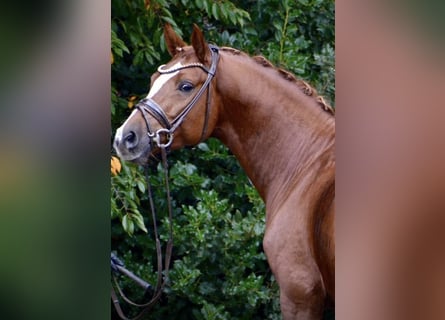 Poney de selle allemand, Étalon, 5 Ans, 148 cm, Alezan