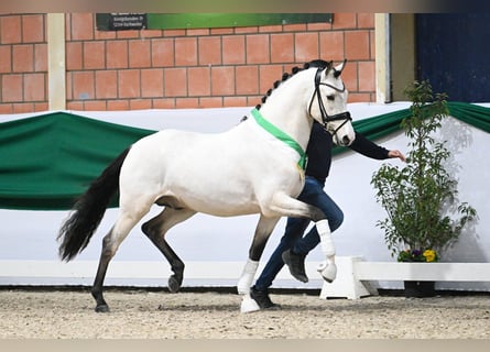 Poney de selle allemand, Étalon, 5 Ans, 149 cm, Buckskin
