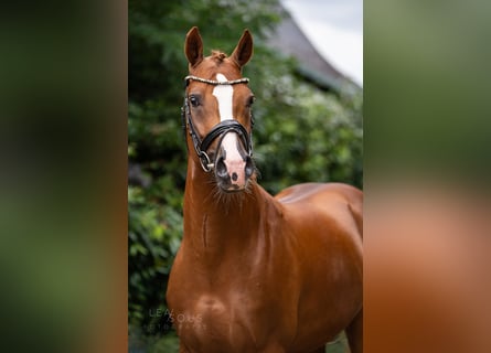 Poney de selle allemand, Étalon, 5 Ans, 150 cm, Alezan