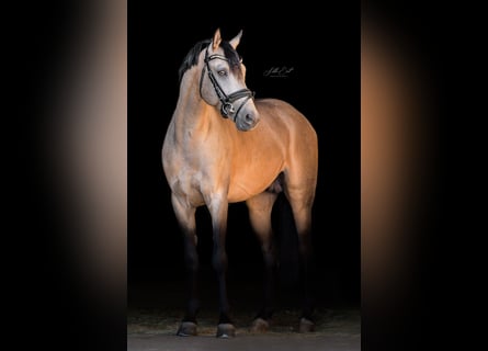 Poney de selle allemand, Étalon, 6 Ans, 145 cm, Buckskin