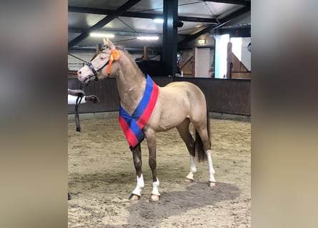 Poney de selle allemand, Étalon, 6 Ans, 148 cm, Champagne