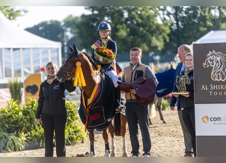 Poney de selle allemand, Étalon, 6 Ans, 145 cm, Alezan