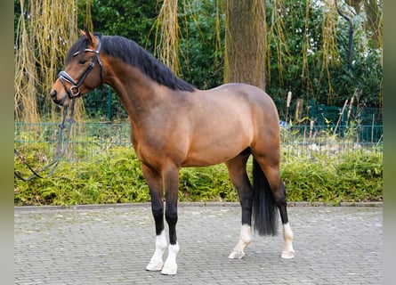 Poney de selle allemand, Étalon, 4 Ans, 145 cm, Bai