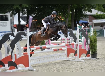 Poney de selle allemand, Étalon, 15 Ans, 145 cm