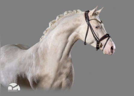 Poney de selle allemand, Étalon, 8 Ans, 155 cm, Cremello