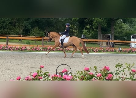Poney de selle allemand, Étalon, 8 Ans, 148 cm, Isabelle