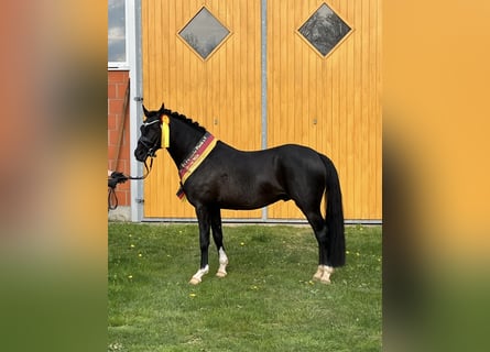 Poney de selle allemand, Étalon, 3 Ans, 146 cm, Noir