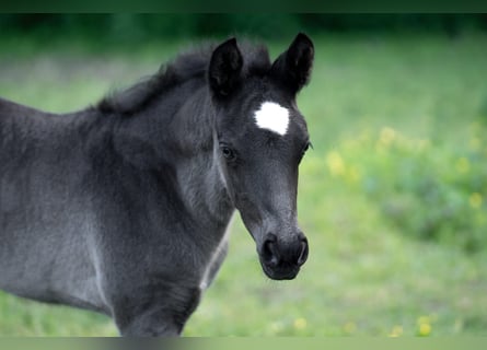 Poney de selle allemand, Étalon, Poulain (04/2026), 146 cm, Noir