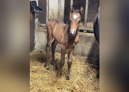 Poney de selle allemand, Étalon, , 147 cm, Bai brun