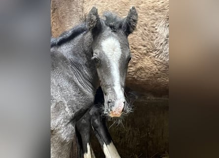 Poney de selle allemand, Étalon, , 147 cm, Noir