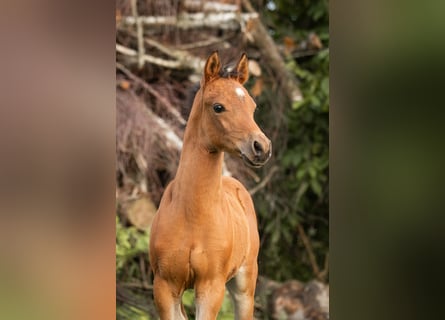 Poney de selle allemand, Étalon, Poulain (04/2025), 148 cm, Bai clair
