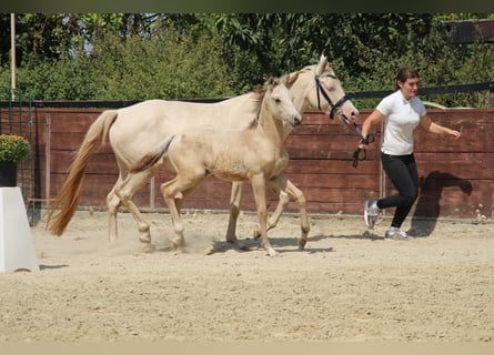 Poney de selle allemand, Étalon, Poulain (05/2025), 148 cm
