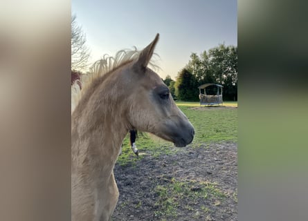 Poney de selle allemand, Étalon, Poulain (05/2024), 148 cm, Palomino