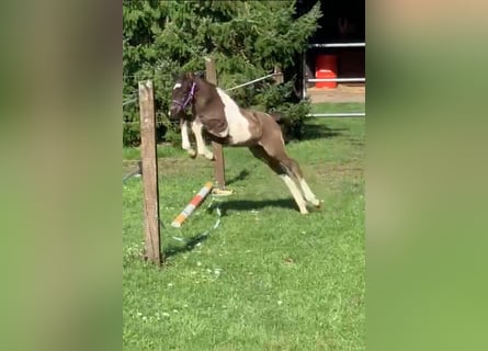 Poney de selle allemand, Étalon, Poulain (03/2024), 148 cm, Pinto