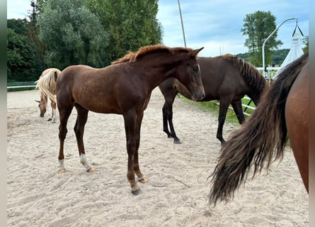 Poney de selle allemand, Étalon, Poulain (04/2024), Alezan brûlé