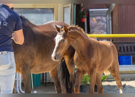 Poney de selle allemand, Étalon, Poulain (04/2026), Alezan brûlé